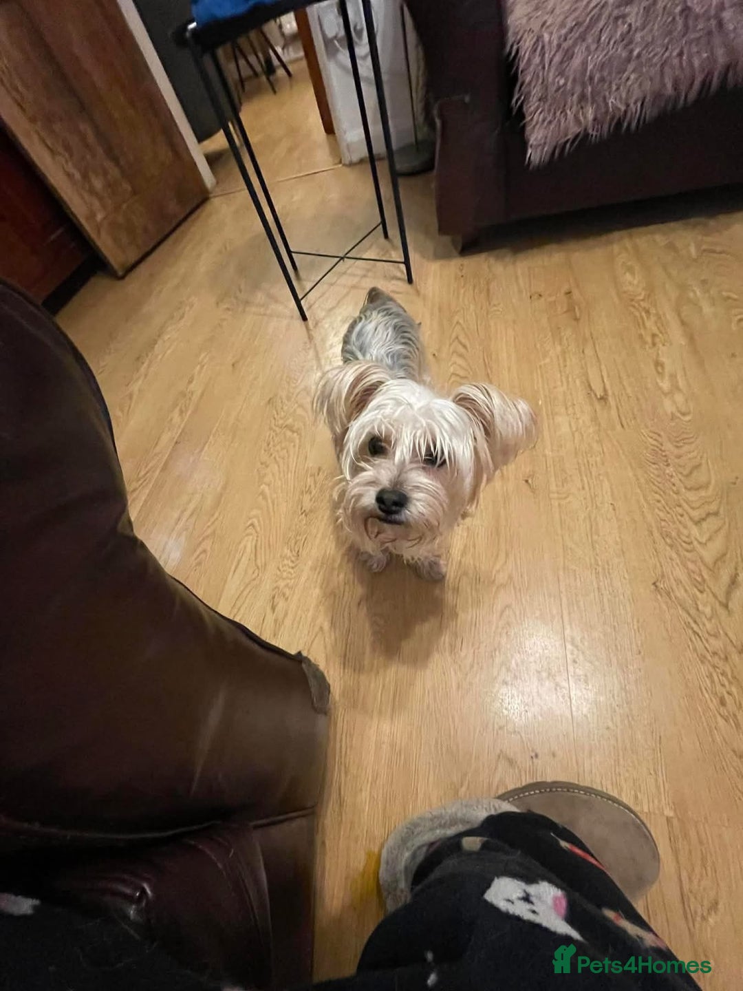 Yorkshire Terrier dogs for adoption: Posie. Hingham Norfolk  - Advert 6