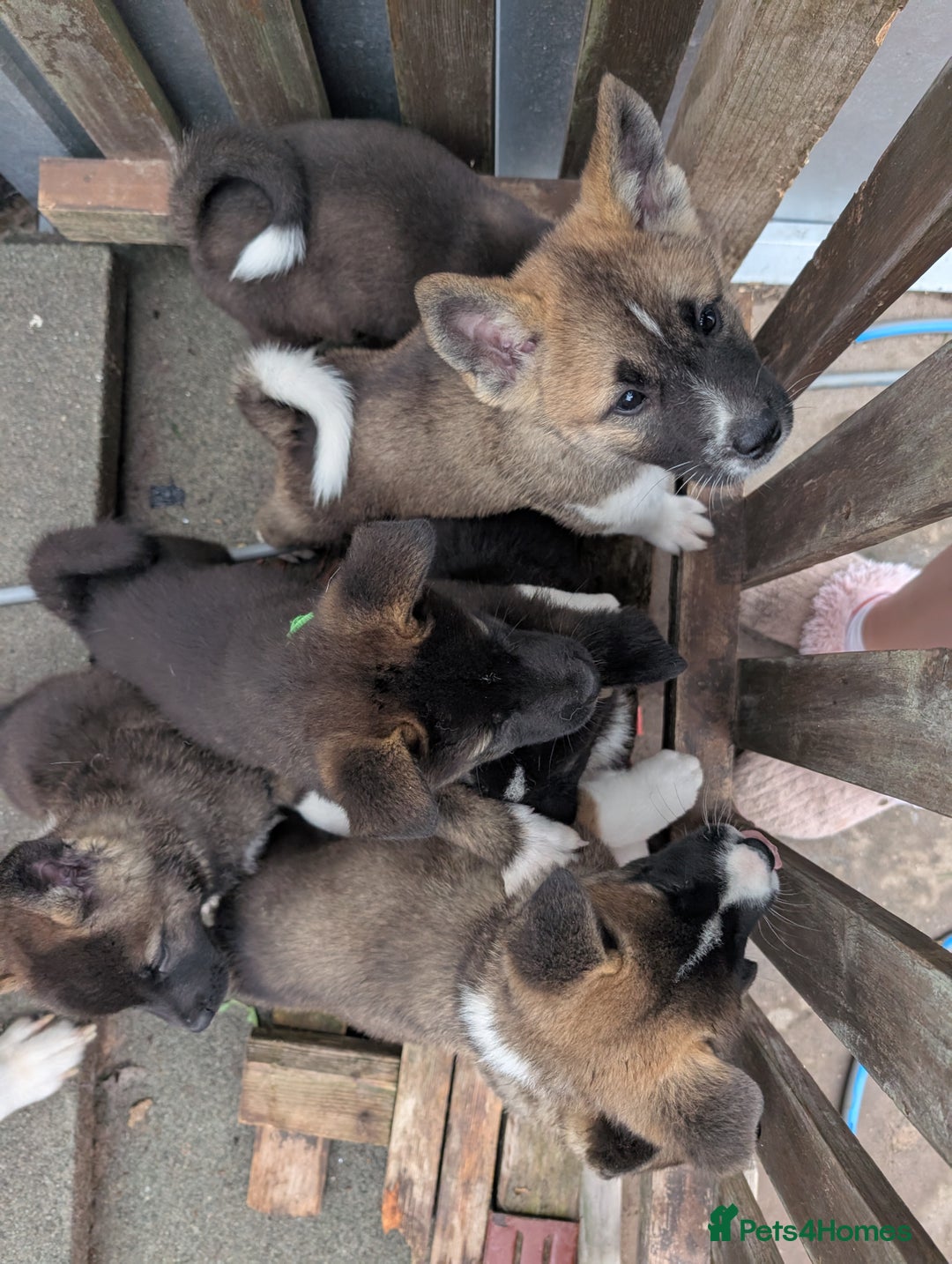 Akita dogs for sale: Akita pups READY NOW!! REDUCED  - Image 17