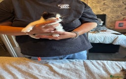 British Shorthair cats for sale: Kittens for sale  - Image 15