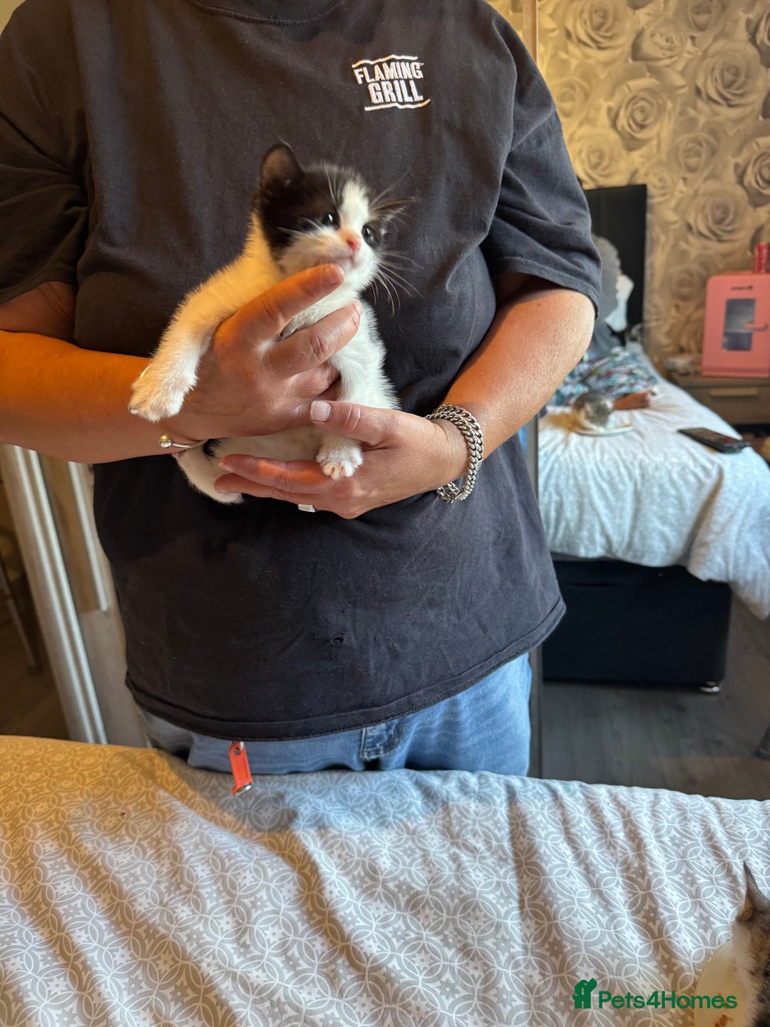 British Shorthair cats for sale: Kittens for sale  - Image 15