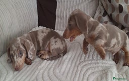 Miniature Dachshund dogs for sale: Adorable KC registered mini dachsund pups - Image 9
