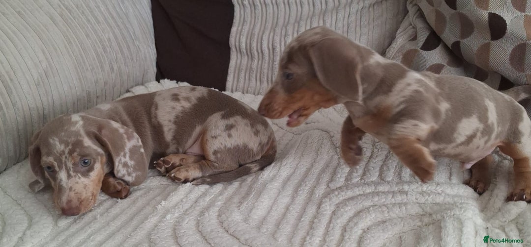 Miniature Dachshund dogs for sale: Adorable KC registered mini dachsund pups - Image 9