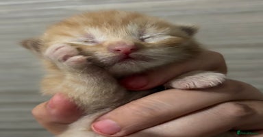 Mixed Breed cats - Advert 15