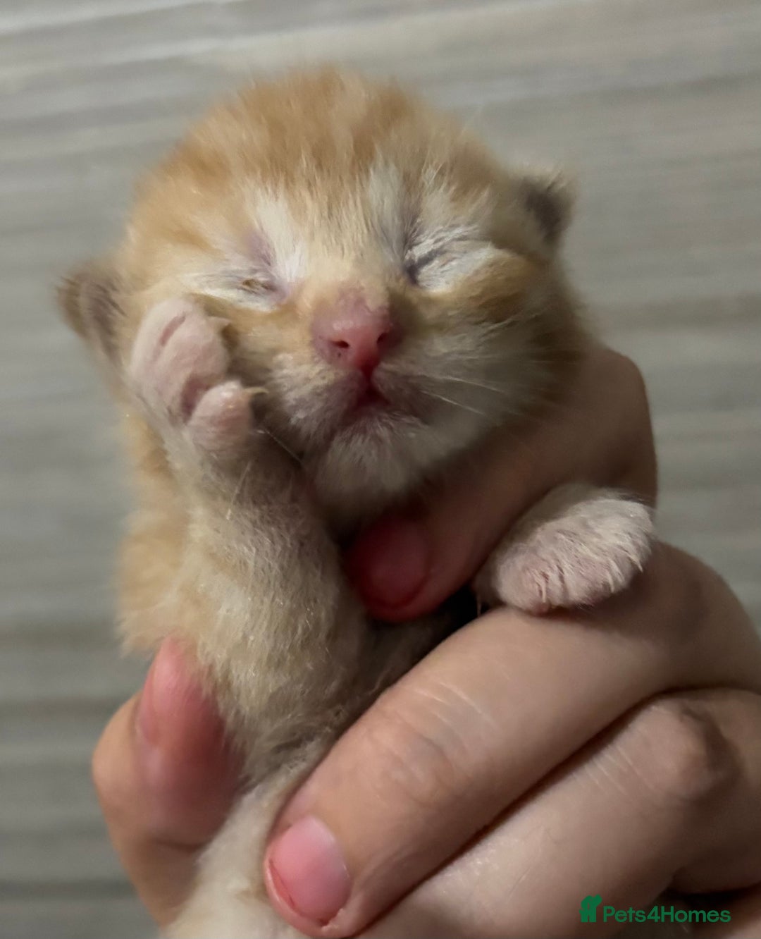 Mixed Breed cats for sale: 4 beautiful mixed kittens  - Image 3