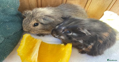 Guinea Pig rodents - Advert 4