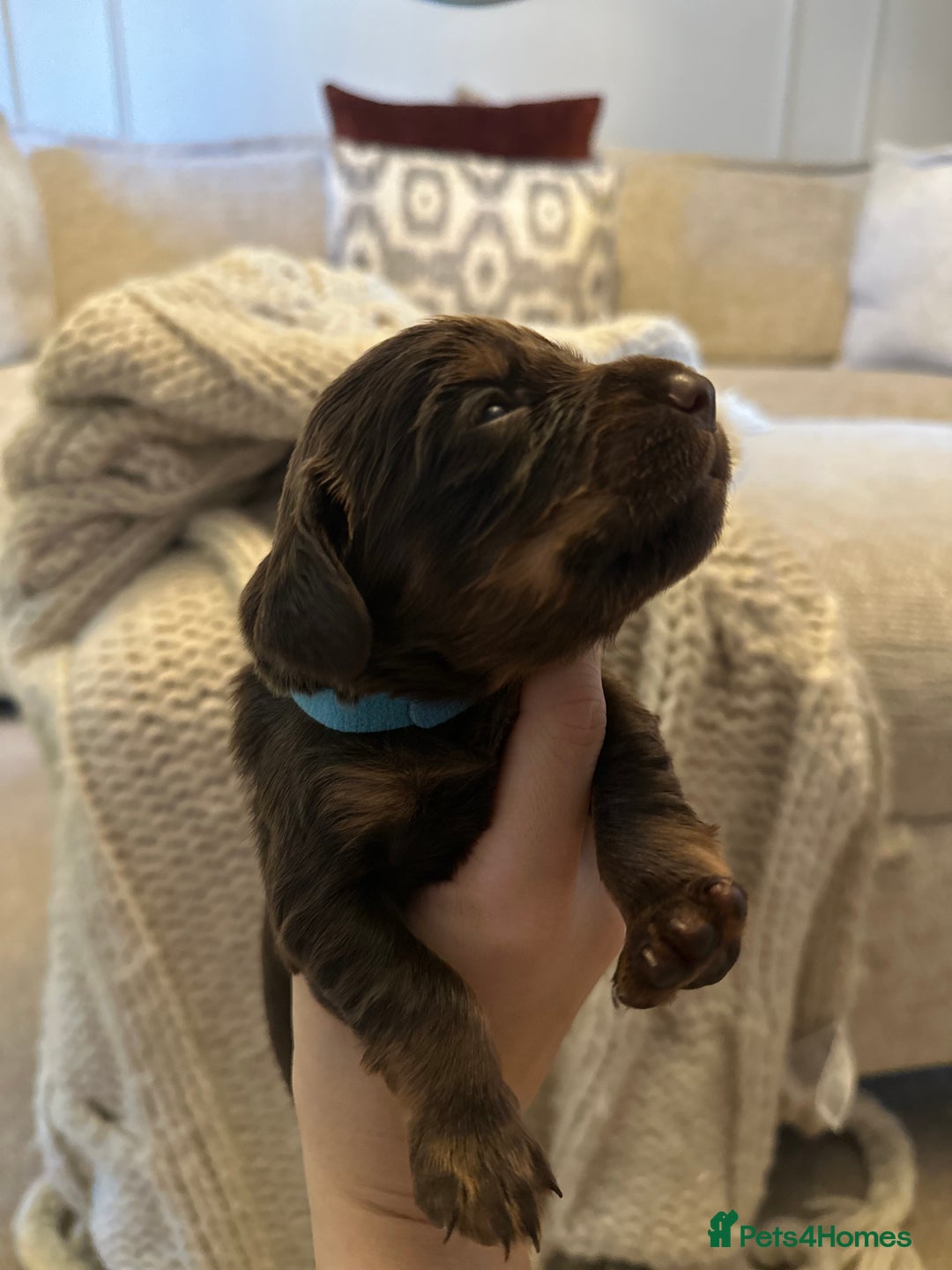 Cocker Spaniel dogs for sale: Stunning KC reg working cocker spaniel puppies  - Advert 13