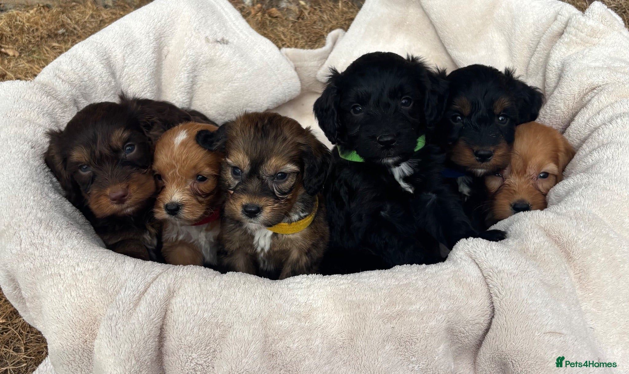 Cockapoo dogs Unique Coloured F1 Cockapoo Puppies KC Parents - Advert 2