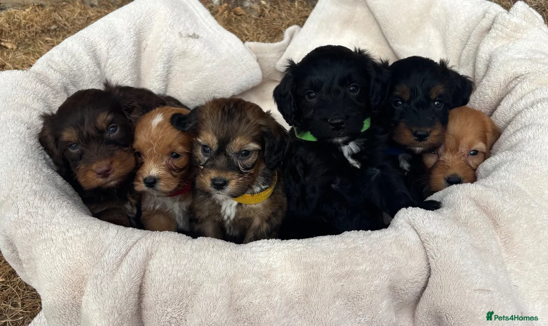 Cockapoo dogs for sale: Unique Coloured F1 Cockapoo Puppies KC Parents - Advert 1