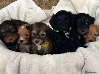 Cockapoo dogs Unique Coloured F1 Cockapoo Puppies KC Parents - Advert 4