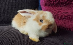 Mini Lop rabbits for sale: Mini lop boys and girls available. - Image 5