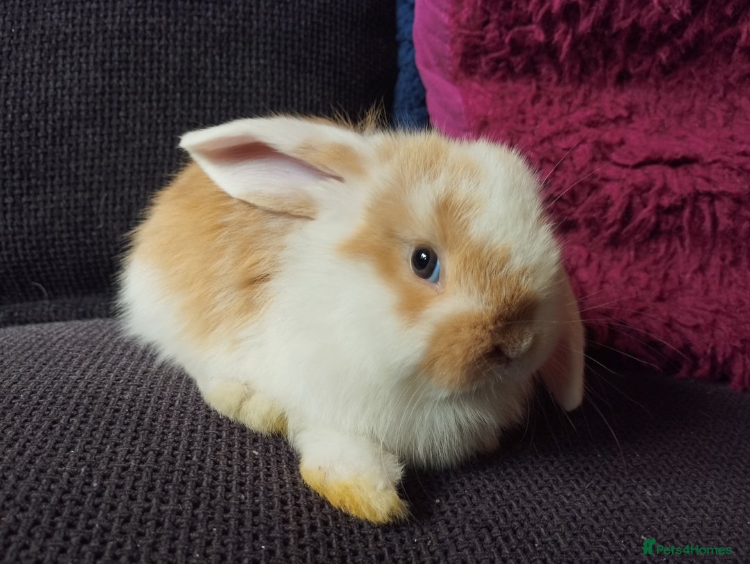 Mini Lop rabbits for sale: Mini lop boys and girls available. - Image 5