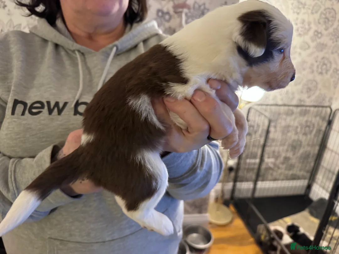 Border Collie dogs for sale: Adorable border collie tri coloured pups - Advert 5