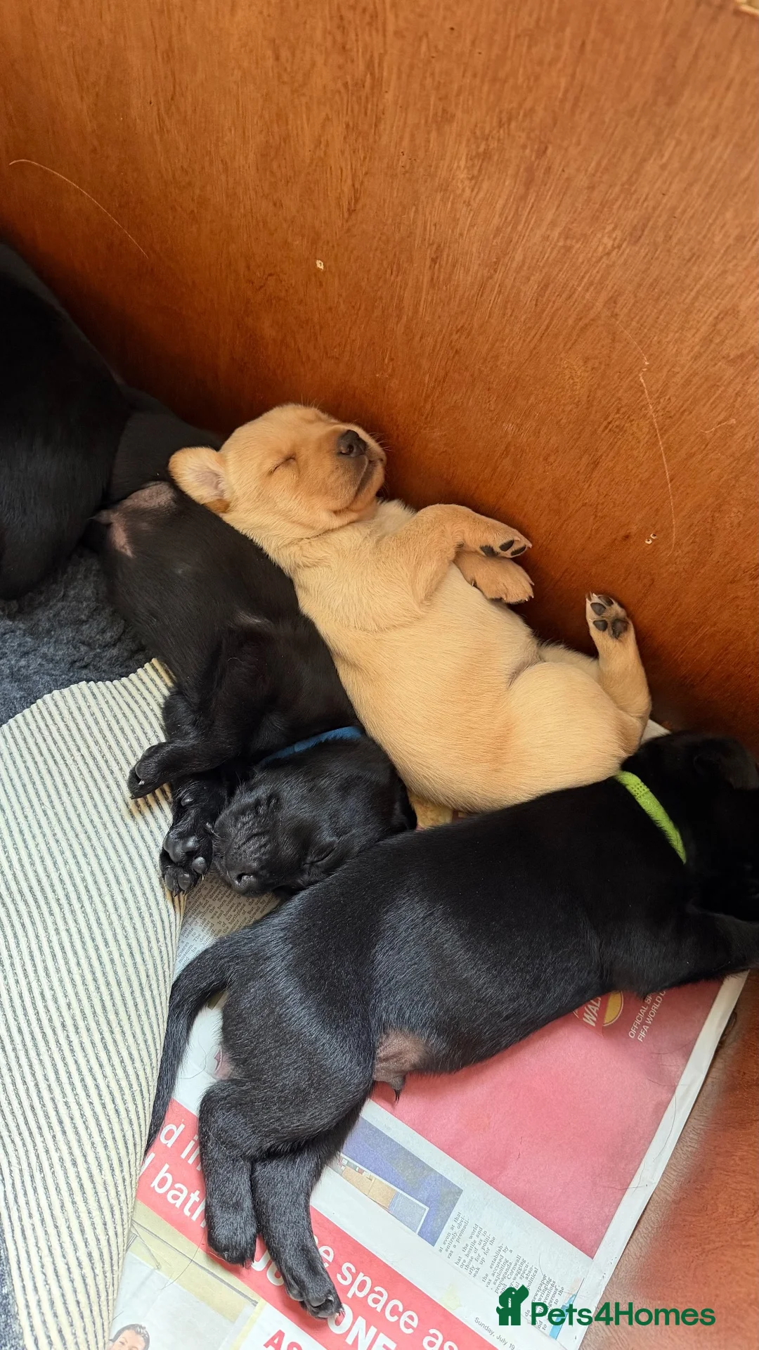 Labrador Retriever dogs for sale: Gorgeous KC Registered Labrador Puppies  - Advert 5