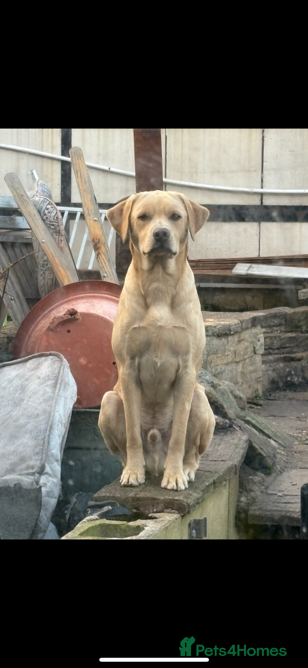 Labrador Retriever dogs for sale: 5 stunning Lab puppies for sale - Advert 8