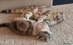 British Shorthair cats for sale: PABLO & JASPER - Image 1