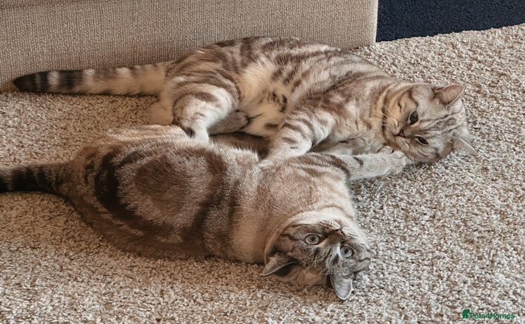 British Shorthair cats - Advert 7