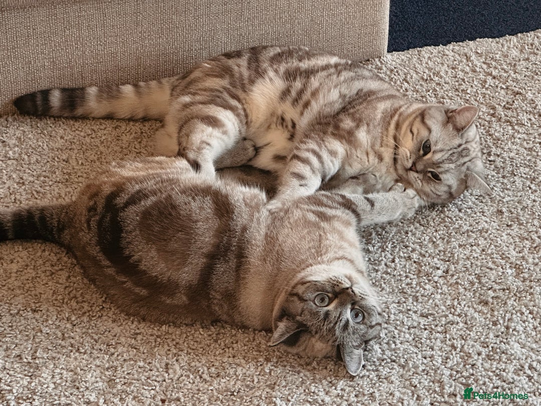 British Shorthair cats for sale: PABLO & JASPER - Image 1