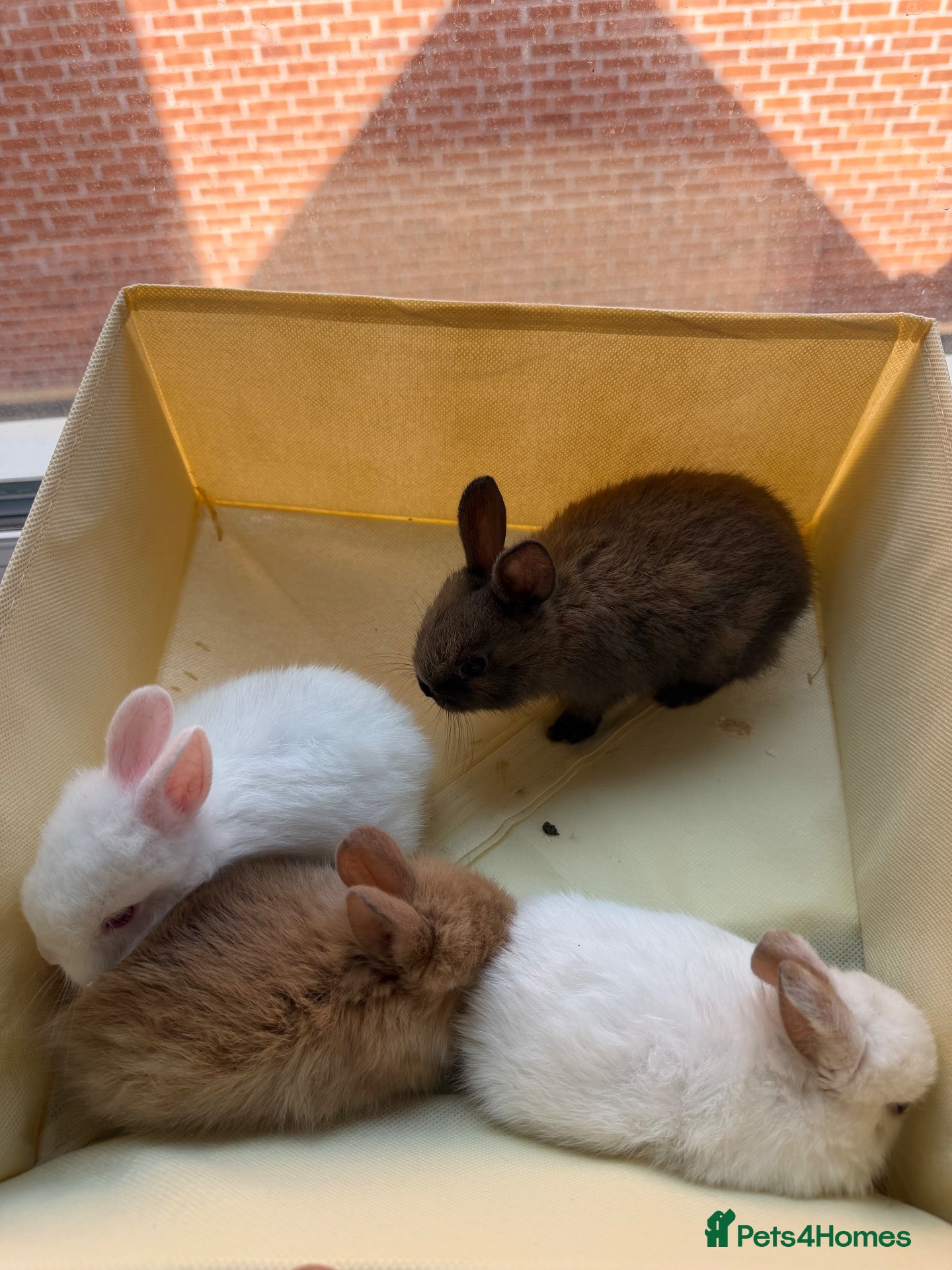 Mixed Breed rabbits ✨🐇Cute Mixed Breed Baby Bunnies Available😍🐇 - Advert 2