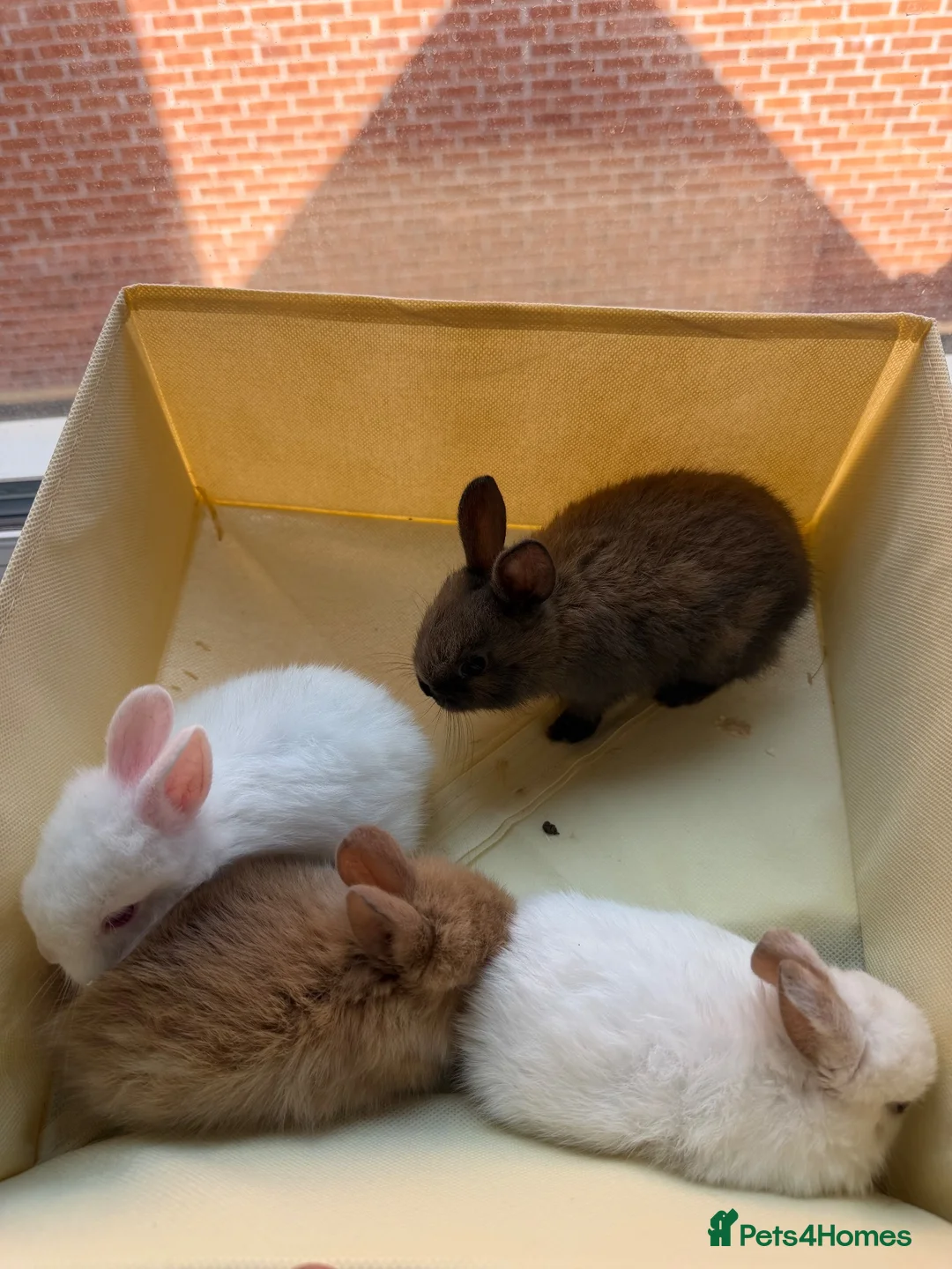 Mixed Breed rabbits for sale: ✨🐇Cute Mixed Breed Baby Bunnies Available😍🐇 - Advert 2
