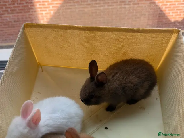 Mixed Breed rabbits for sale: ✨🐇Cute Mixed Breed Baby Bunnies Available😍🐇 - Advert 2