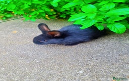 Alaska rabbits for sale: 3 Alaskan baby rabbits - Image 7