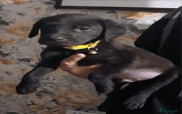 Labrador Retriever dogs for sale: Beautiful lab puppies for sale  - Image 3