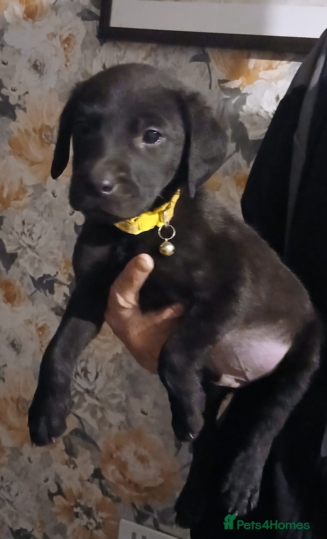 Labrador Retriever dogs for sale: Beautiful lab puppies for sale  - Image 3