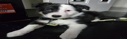 Border Collie dogs for sale: Border Collie  - Advert 1