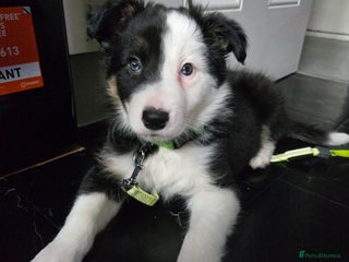 Border Collie dogs Border Collie - Advert 6