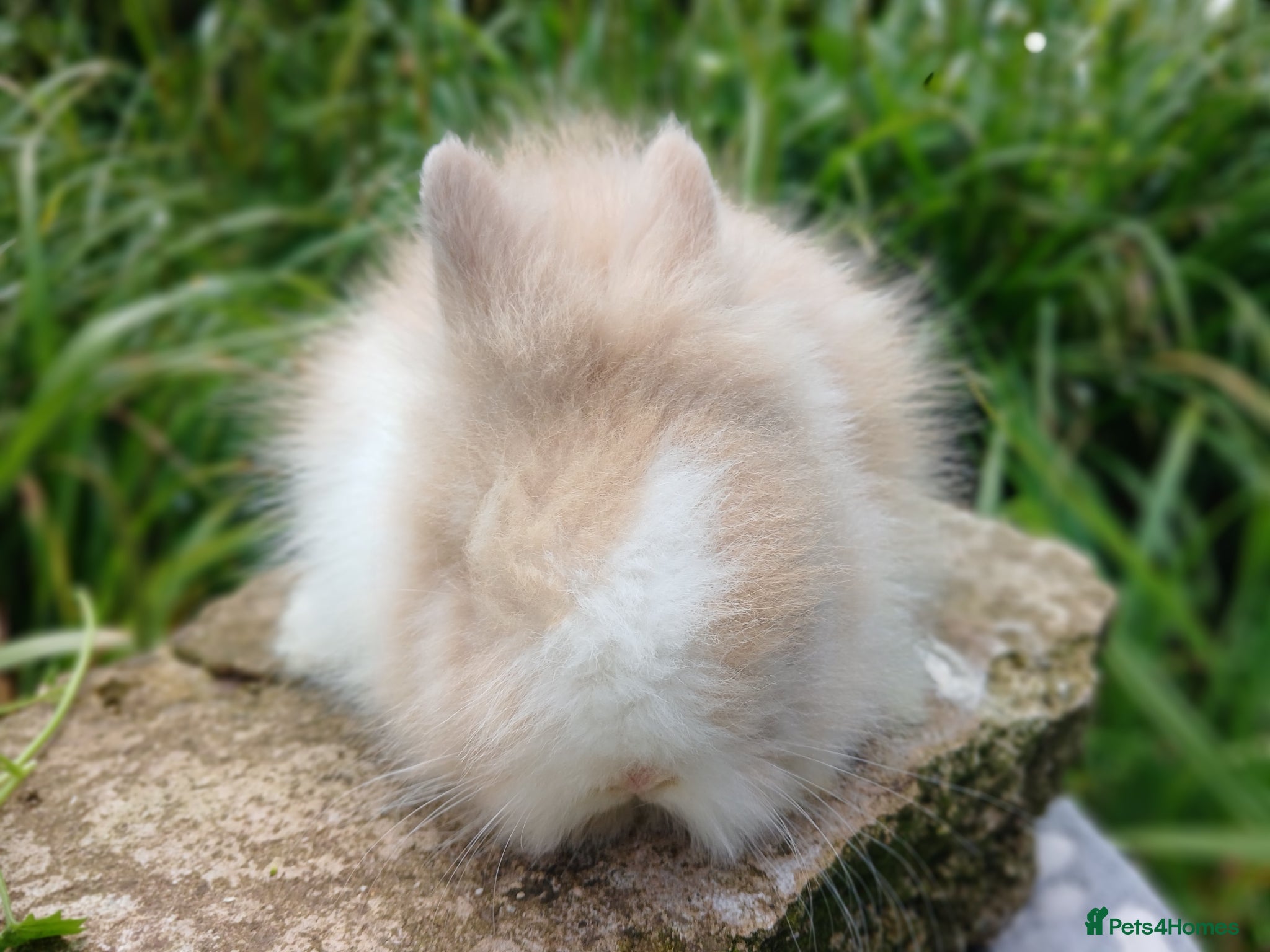 Lionhead rabbits for sale: Stunning DM Lionhead baby rabbits - Advert 11