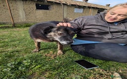 Mixed Breed dogs for adoption: 🎀Freya🎀 needs her forever home!  - Image 2