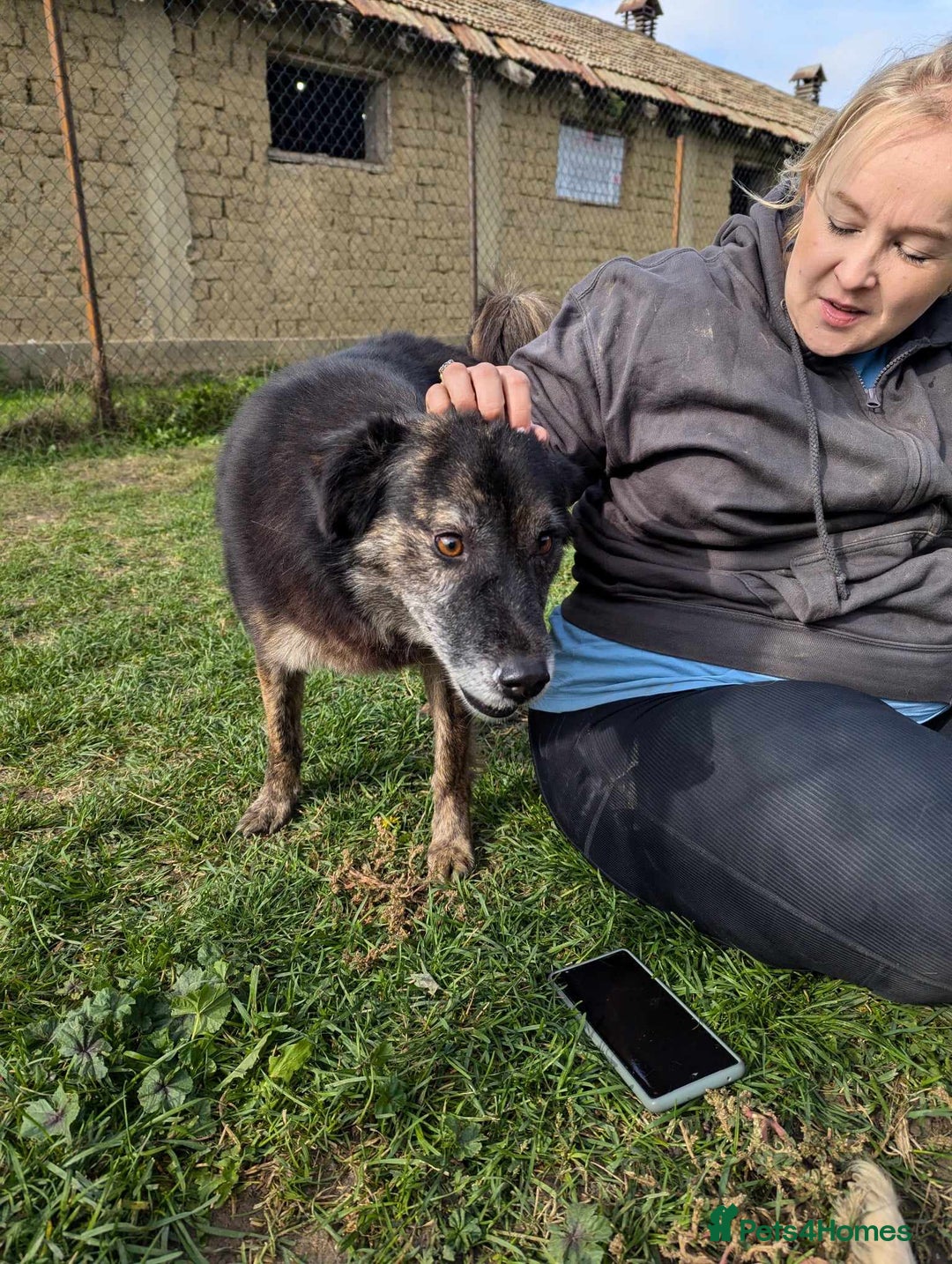 Mixed Breed dogs for adoption: 🎀Freya🎀 needs her forever home!  - Image 2