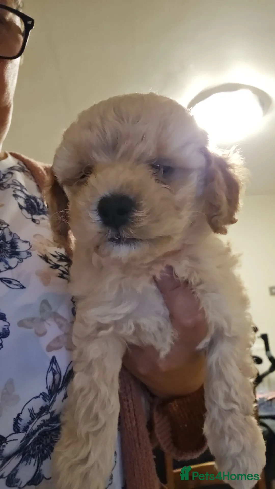 Mixed Breed dogs for sale: Cute shitzeepoo female puppy, lasts one - Advert 1