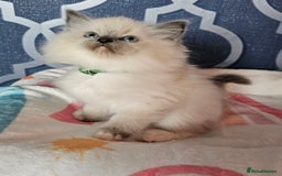 Ragdoll cats for sale: 🏆 CHAMPION FATHER 🏆GCCF REGISTERED KITTENS  - Image 20