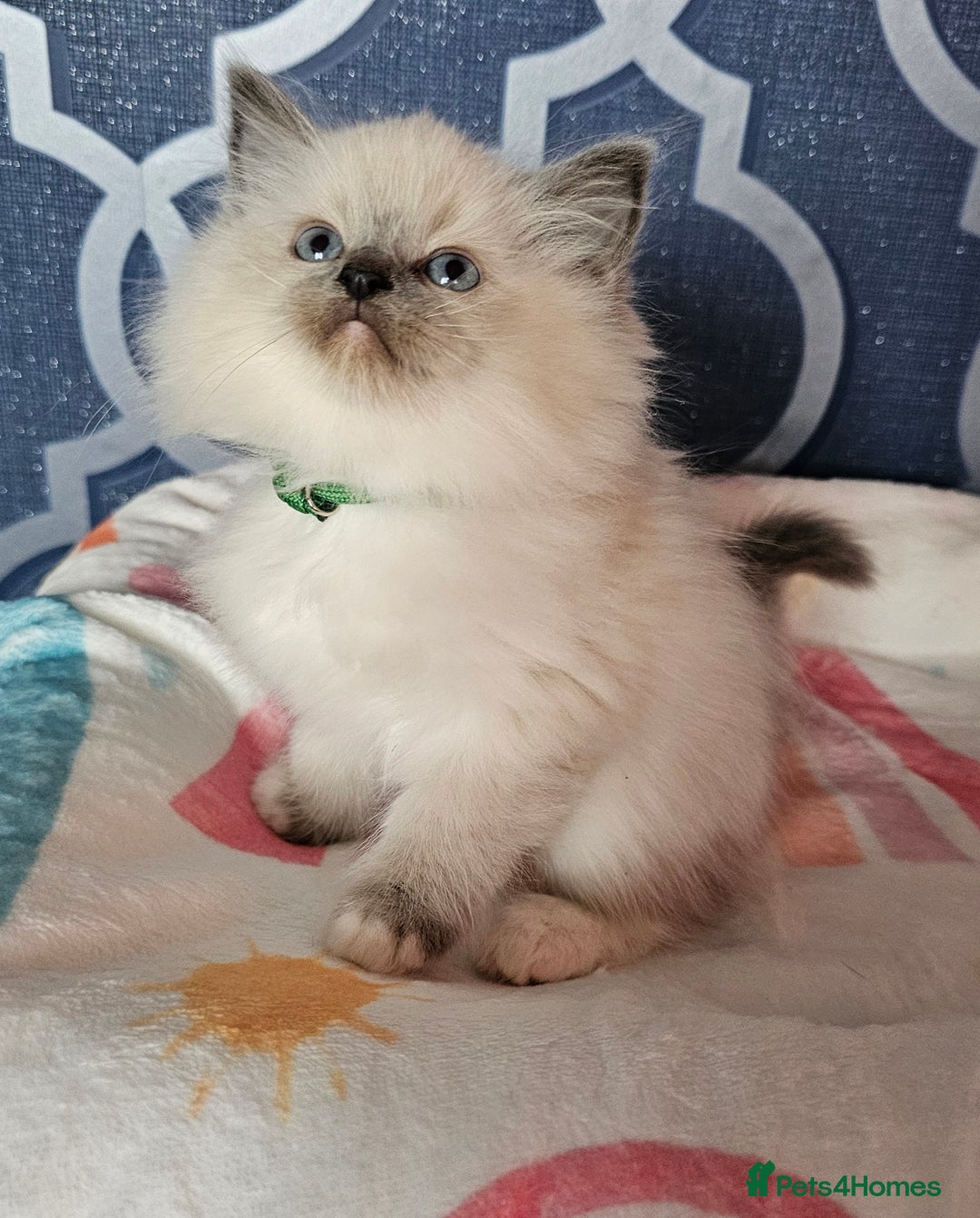 Ragdoll cats for sale: 🏆 CHAMPION FATHER 🏆GCCF REGISTERED KITTENS  - Image 20