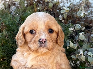 Cavapoo dogs Stunning F1 Cavapoos Females - Advert 3