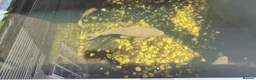Koi Carp fish for sale: 7 black mixed koi one mirror carp  in Winchester - Advert 1