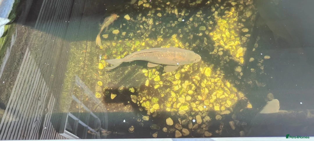 Koi Carp fish for sale: 7 black mixed koi one mirror carp  in Winchester - Advert 1