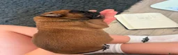 Boxer dogs for sale: Boxer puppies KC registered - family home!  - Advert 8