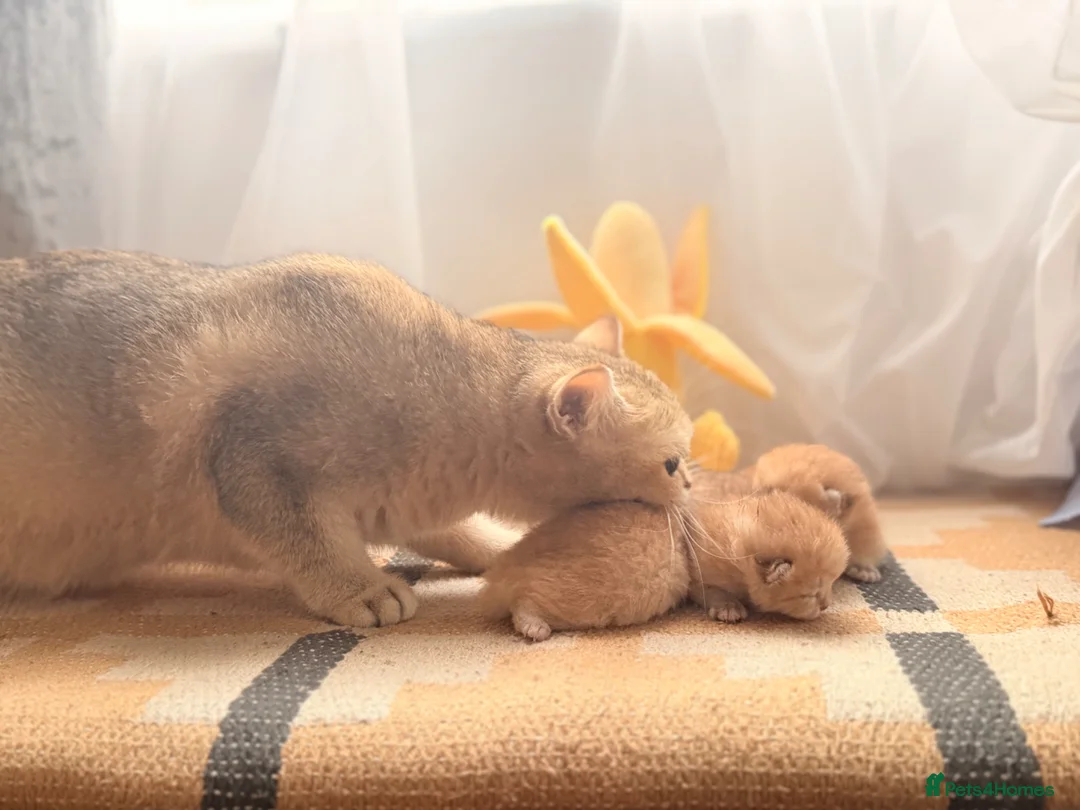 British Shorthair cats for sale: GOLDEN 5 star babies NY12 beautiful boys Left - Advert 5