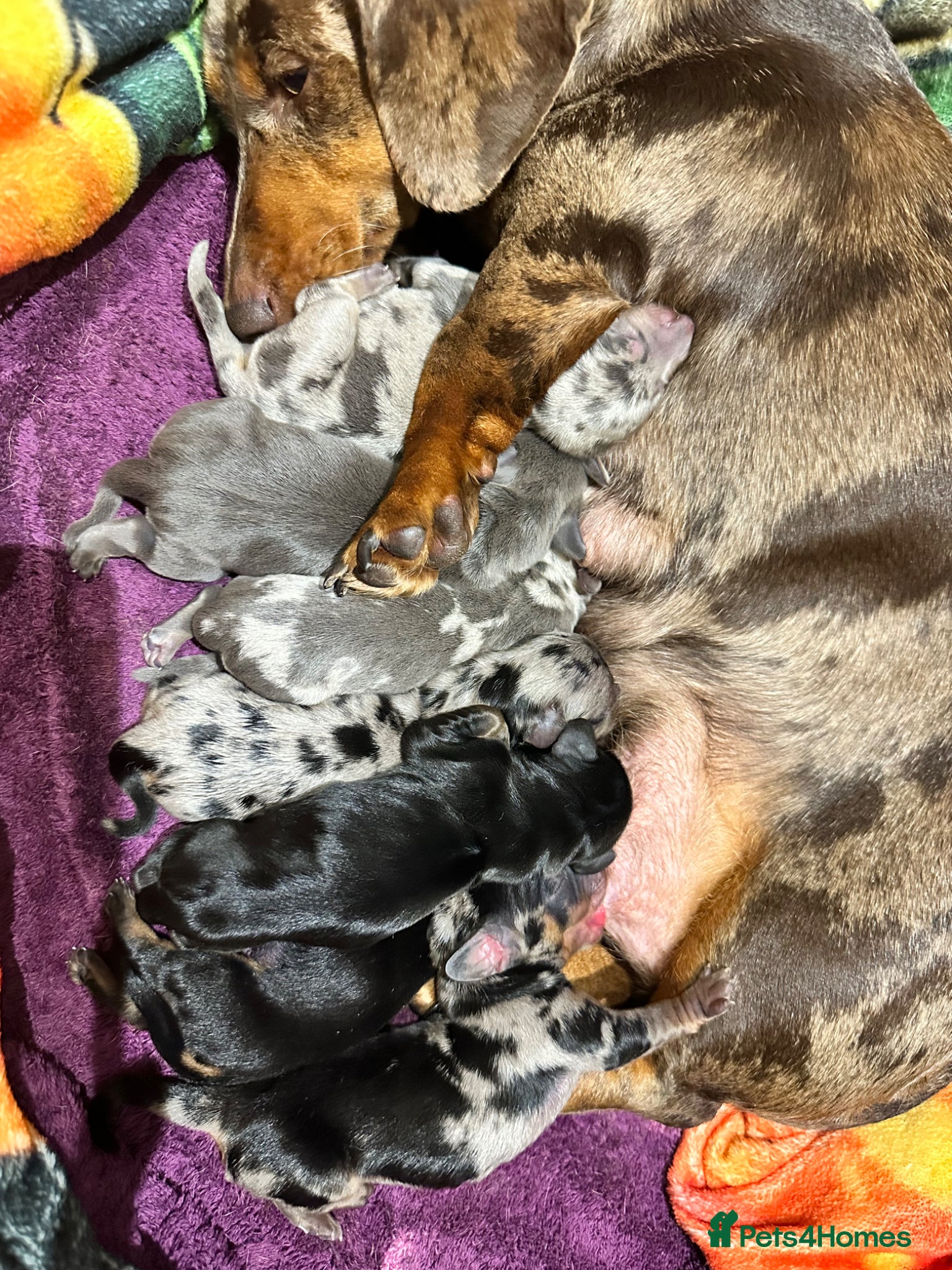Miniature Dachshund dogs Gorgeous minature dachshund 4 boys 3 girls - Advert 6