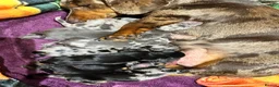 Miniature Dachshund dogs for sale: Gorgeous minature dachshund 4 boys 3 girls in Cheltenham - Advert 1