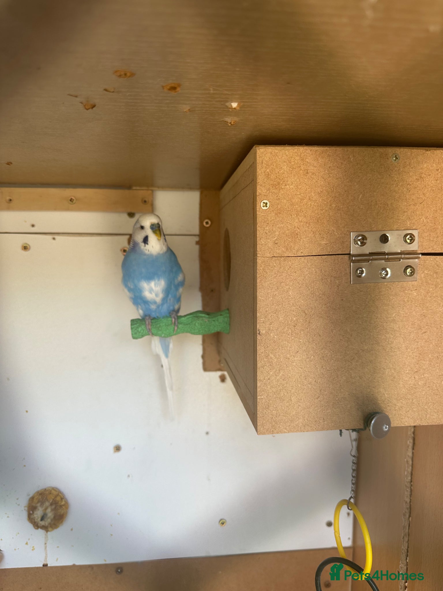 Budgerigars birds Lovely male budgie  - Advert 1