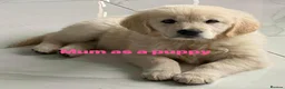 Golden Retriever dogs for sale: Our Beautifil KC registered Golden Retriever   in Leeds - Advert 14