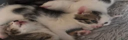 Mixed Breed cats for sale: One female tabby and white kitten left  - Advert 3