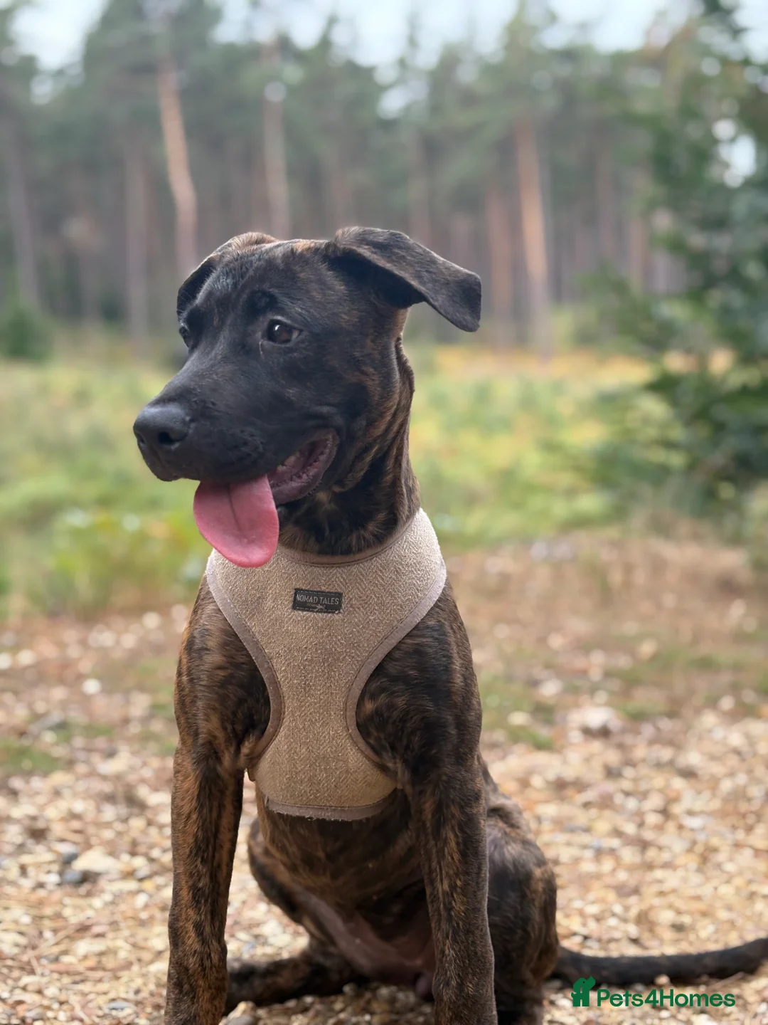 Mixed Breed dogs for sale: Cali- our beautiful lady needs a home  - Advert 4