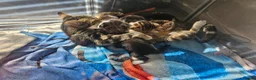 Mixed Breed cats for sale: Kittens  - Advert 2