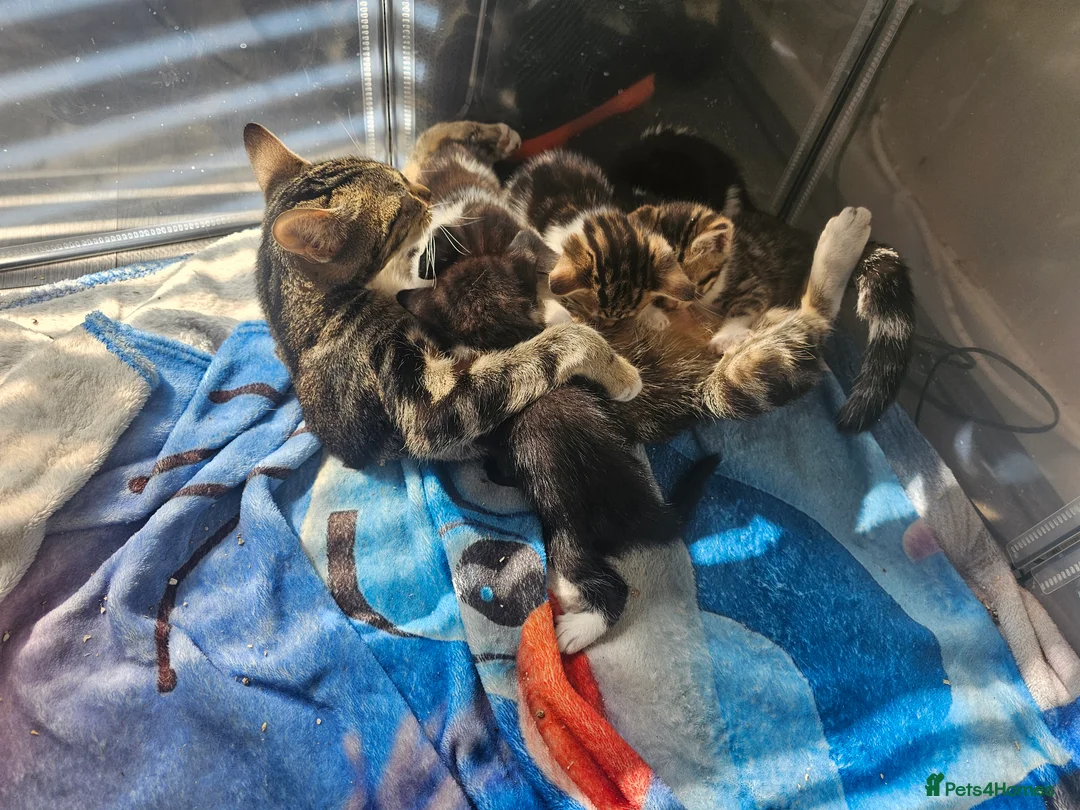 Mixed Breed cats for sale: Kittens  - Advert 2
