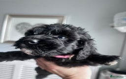 Cockapoo dogs for sale: 5 black cockapoos - Image 6