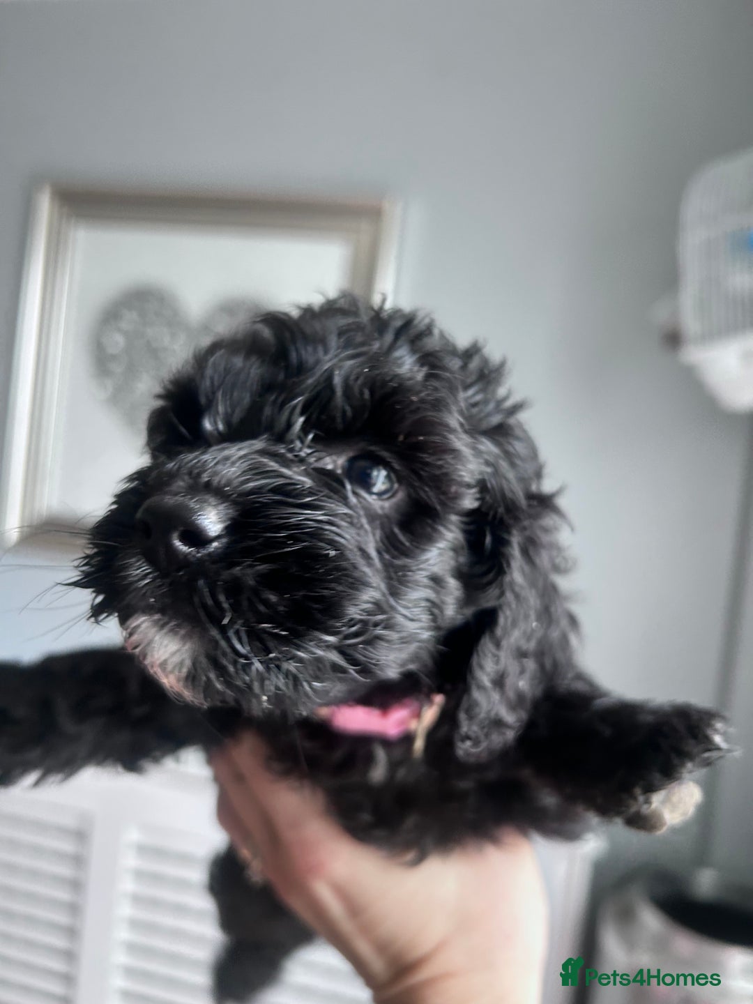 Cockapoo dogs for sale: 5 black cockapoos - Image 6